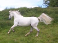 Lipizzaner i galopp