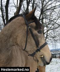 Engelsk nesereim