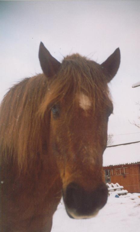 Prins 2003