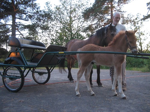Kuling og Vogn