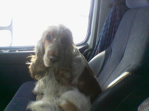 Rase: Engelsk Cocker Spaniel