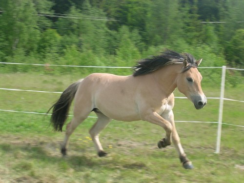 Saroz Stjerna og Iris's avatar